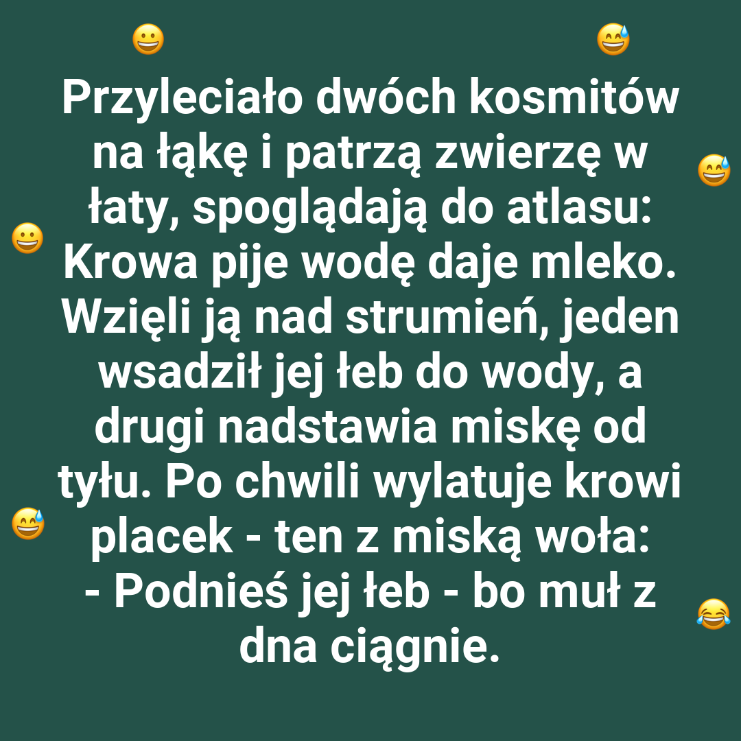 Krowa i kosmiczne nieporozumienie